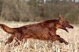 SETTER IRLANDAIS 366